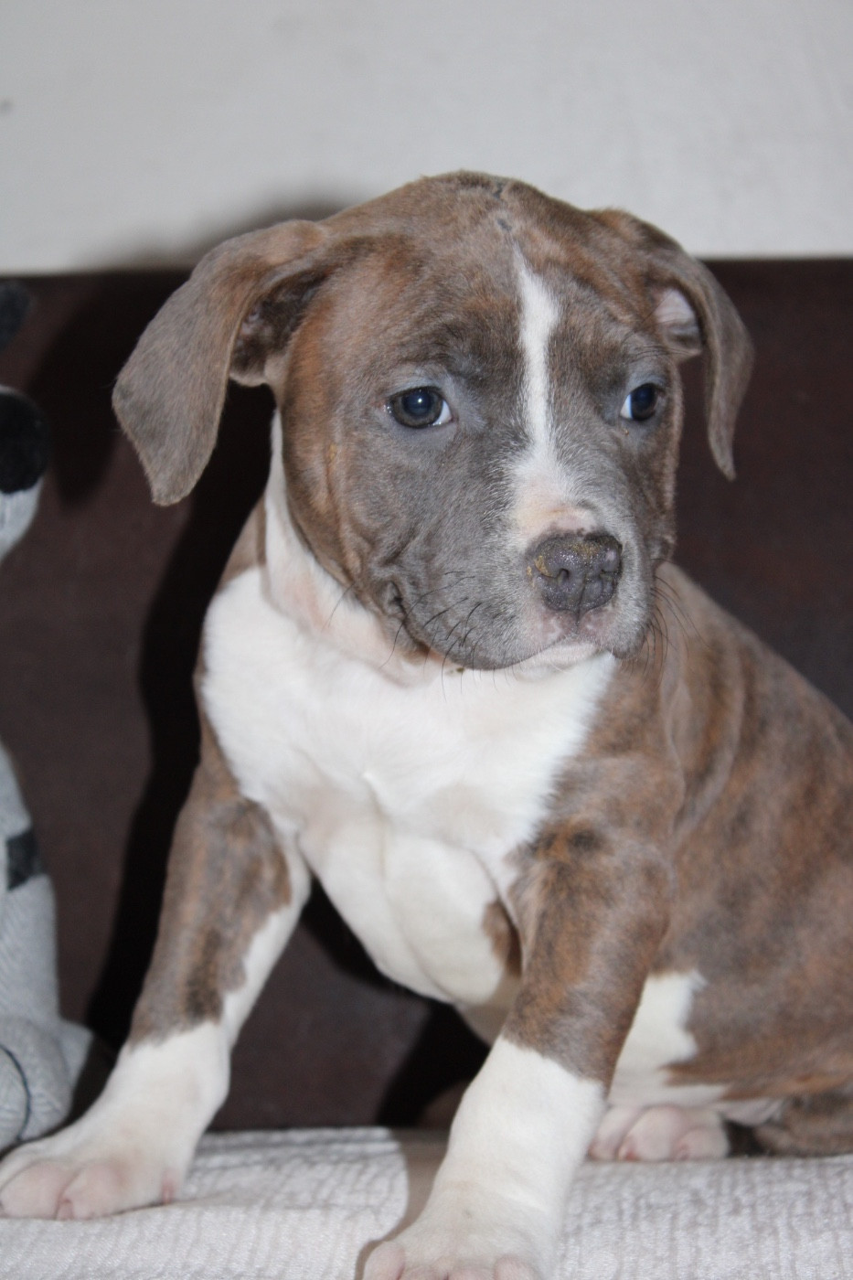 of Atomic Dog - Chiots disponibles - American Staffordshire Terrier