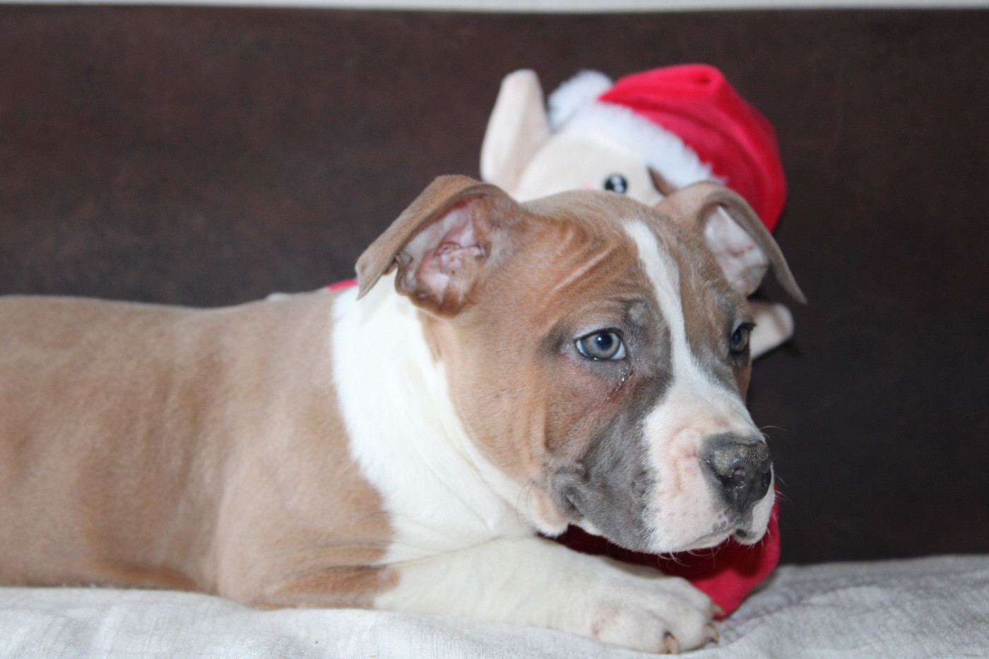 of Atomic Dog - Chiots disponibles - American Staffordshire Terrier