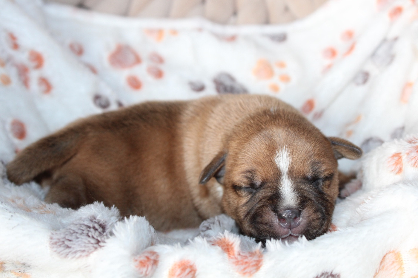 of Atomic Dog - Chiots disponibles - Staffordshire Bull Terrier