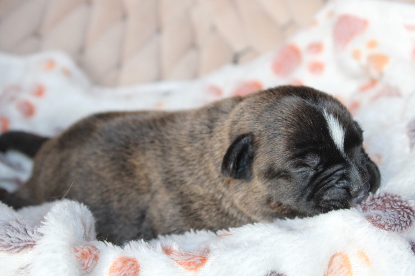 of Atomic Dog - Chiots disponibles - Staffordshire Bull Terrier