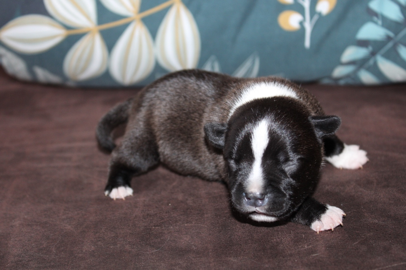 of Atomic Dog - Chiots disponibles - Staffordshire Bull Terrier