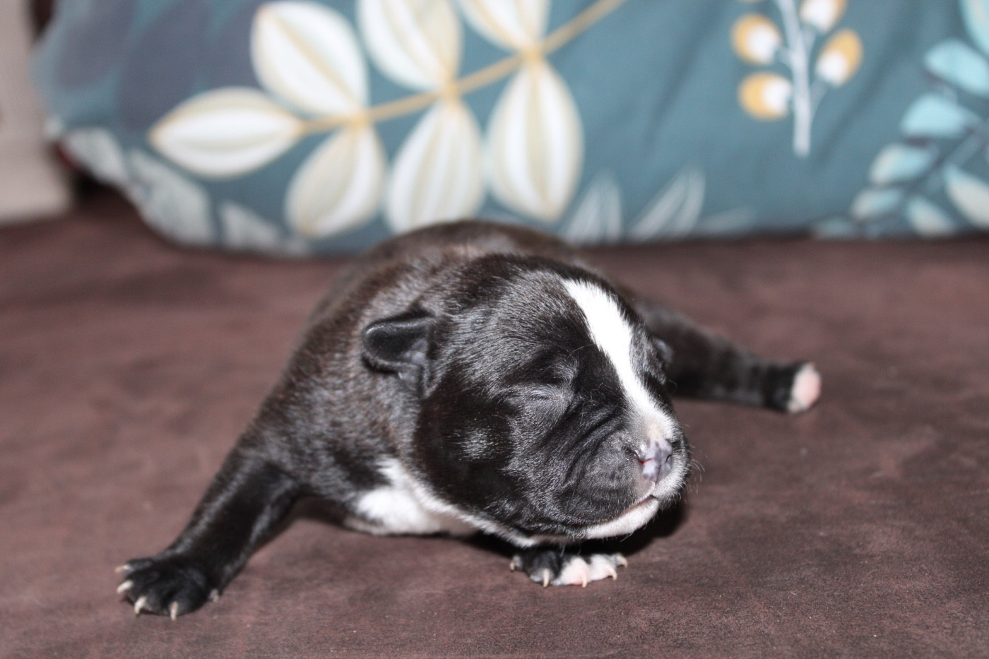 of Atomic Dog - Chiots disponibles - Staffordshire Bull Terrier