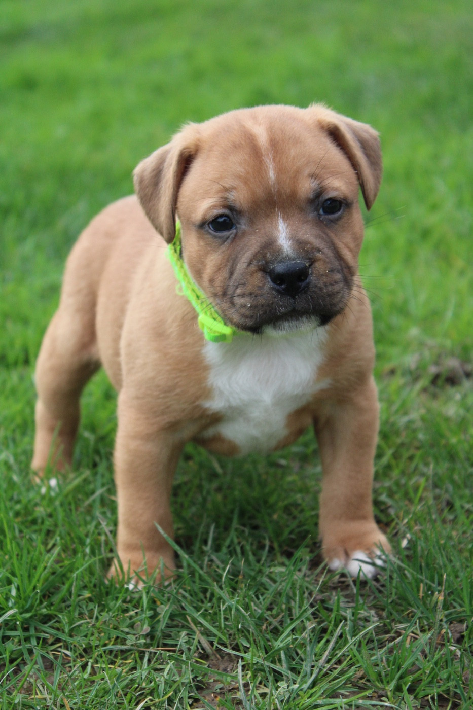 of Atomic Dog - Staffordshire Bull Terrier - Portée née le 15/01/2026