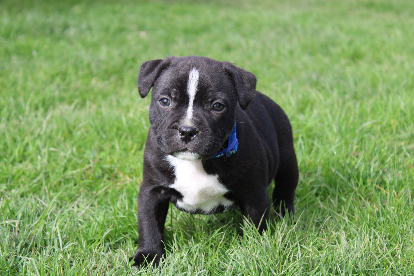 of Atomic Dog - Chiots disponibles - Staffordshire Bull Terrier