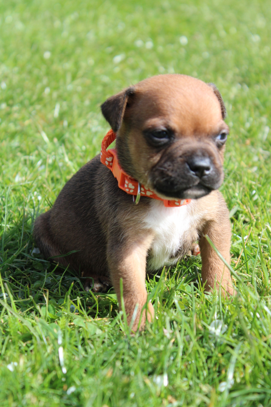 of Atomic Dog - Chiots disponibles - Staffordshire Bull Terrier