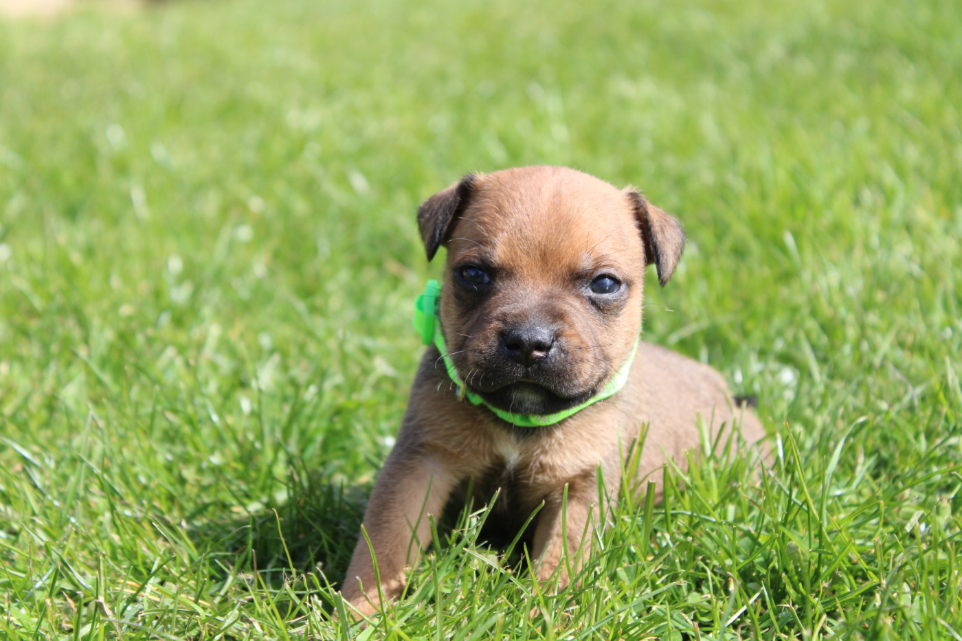 of Atomic Dog - Chiots disponibles - Staffordshire Bull Terrier