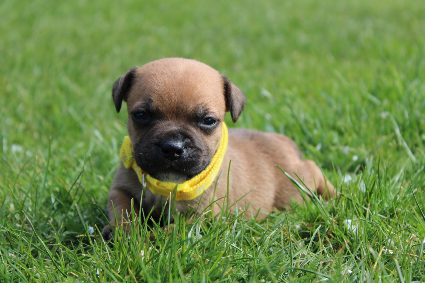 of Atomic Dog - Chiots disponibles - Staffordshire Bull Terrier