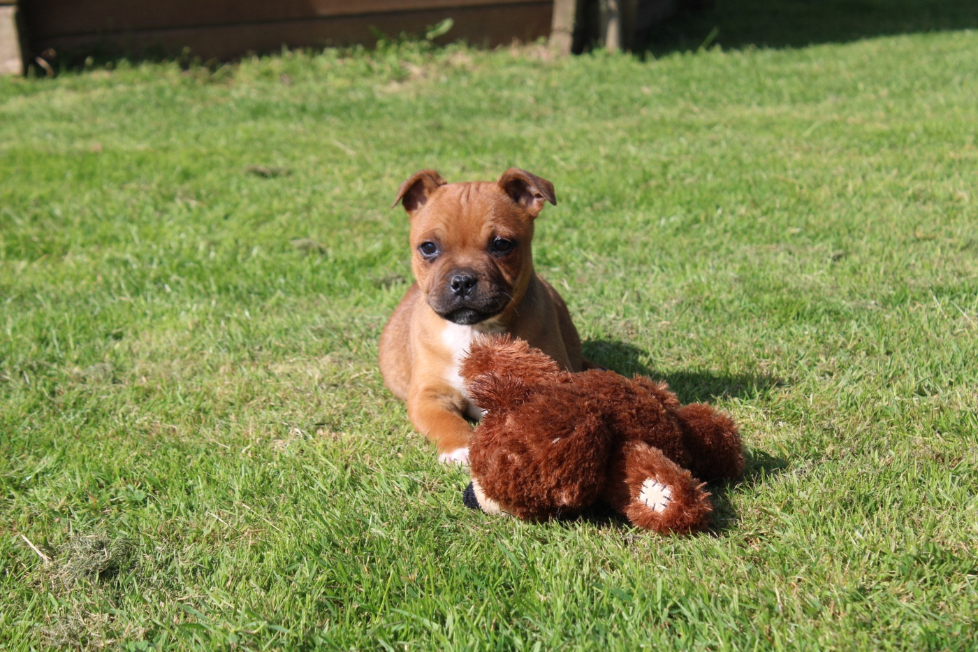of Atomic Dog - Staffordshire Bull Terrier - Portée née le 15/03/2026