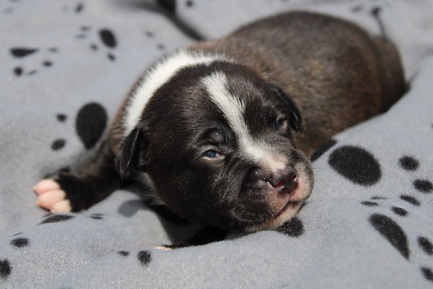 of Atomic Dog - Chiots disponibles - Staffordshire Bull Terrier
