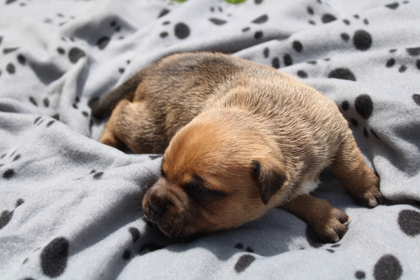 of Atomic Dog - Chiots disponibles - Staffordshire Bull Terrier