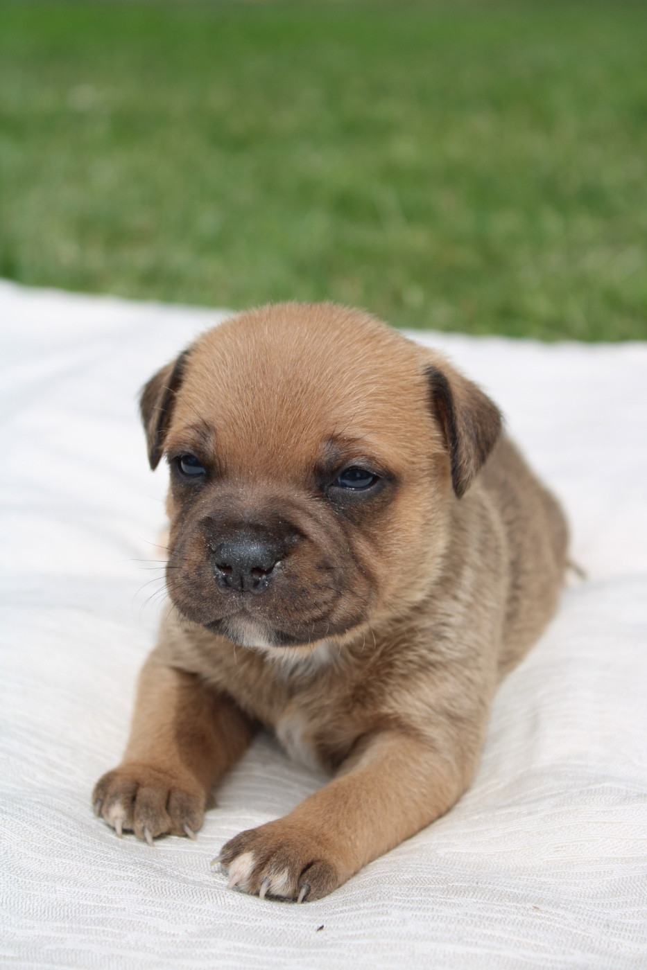 of Atomic Dog - Chiots disponibles - Staffordshire Bull Terrier