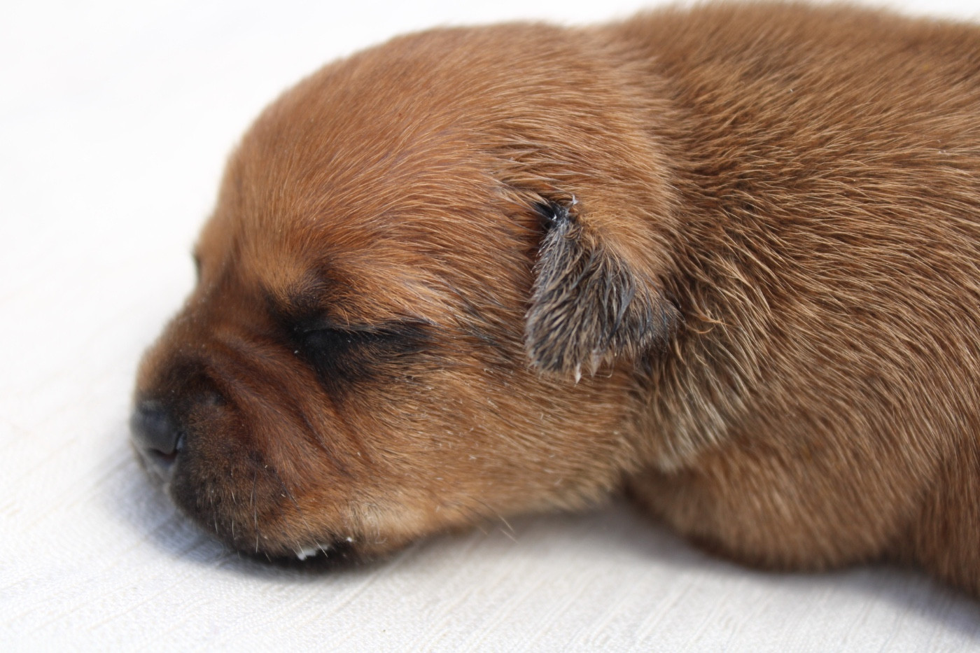 of Atomic Dog - Chiots disponibles - Staffordshire Bull Terrier