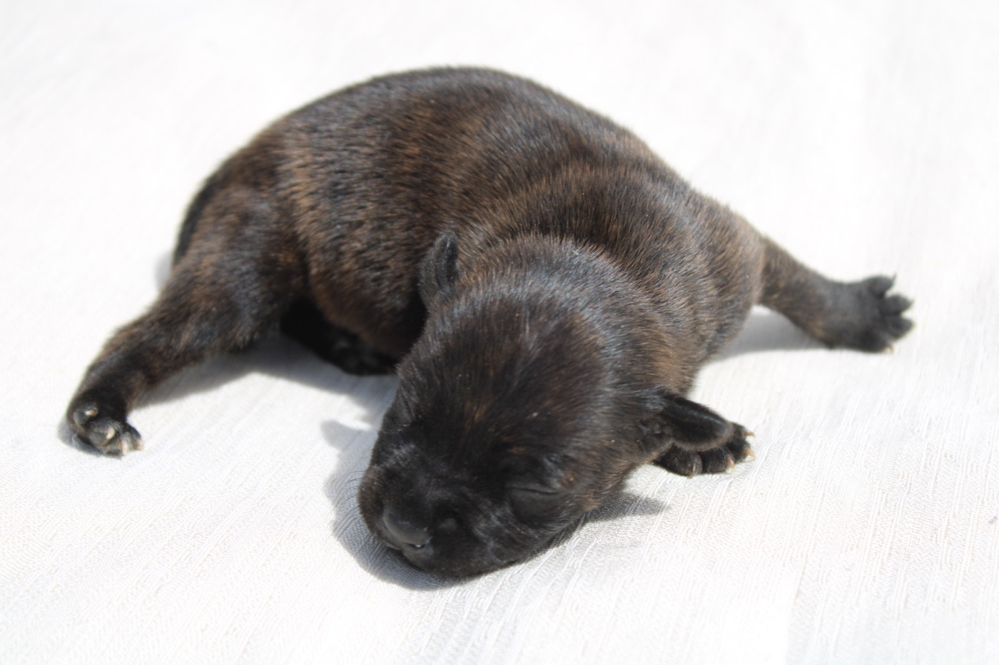 of Atomic Dog - Chiots disponibles - Staffordshire Bull Terrier