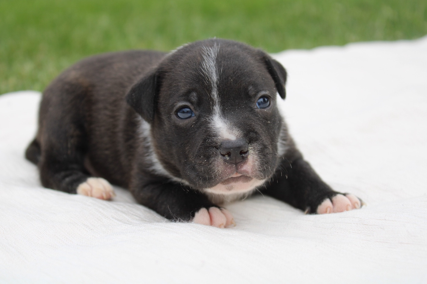 of Atomic Dog - Chiots disponibles - Staffordshire Bull Terrier