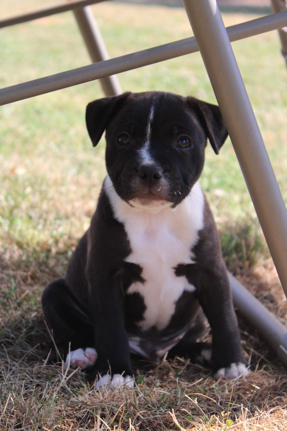 of Atomic Dog - Staffordshire Bull Terrier - Portée née le 16/05/2026