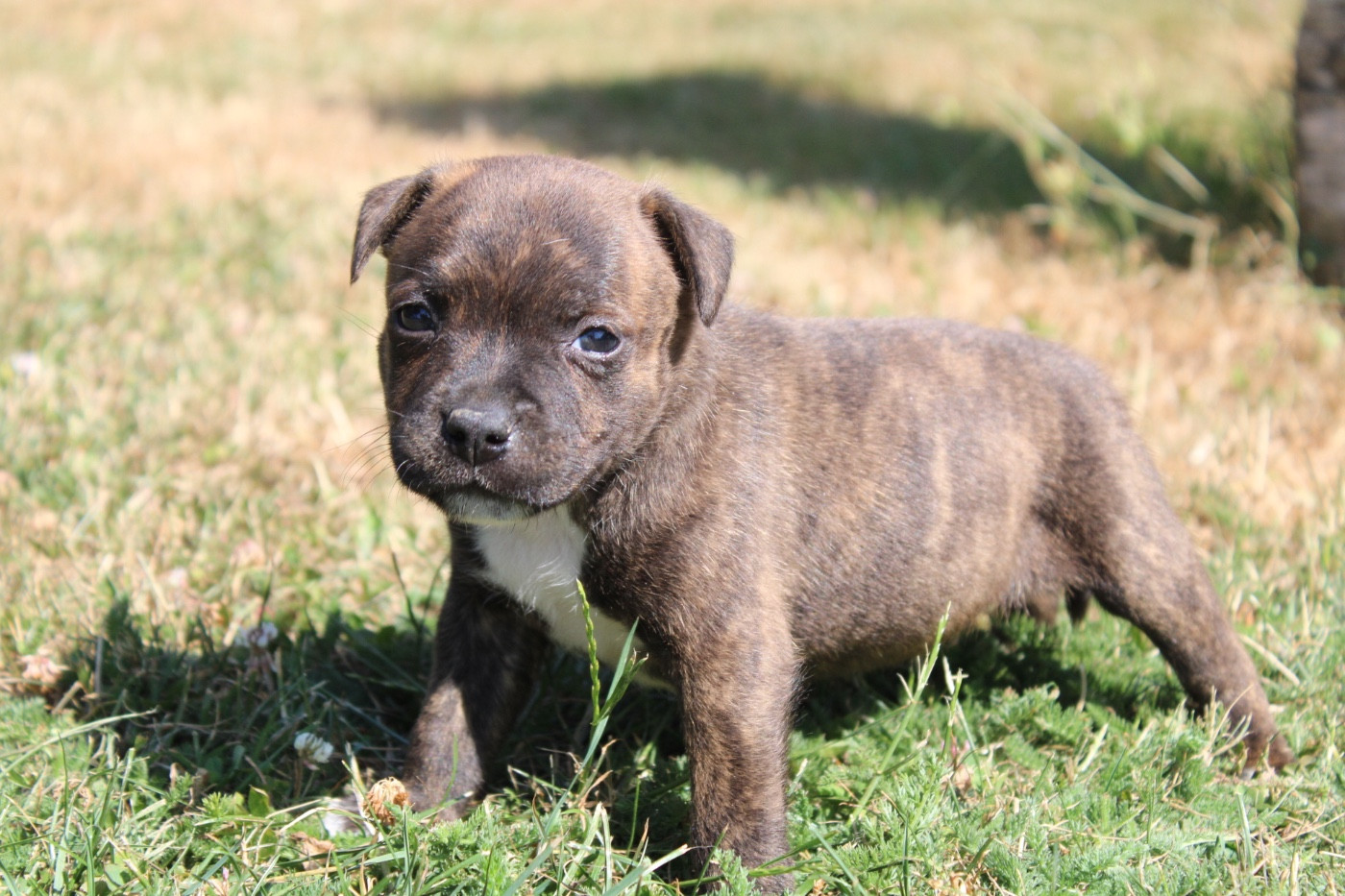 of Atomic Dog - Chiots disponibles - Staffordshire Bull Terrier