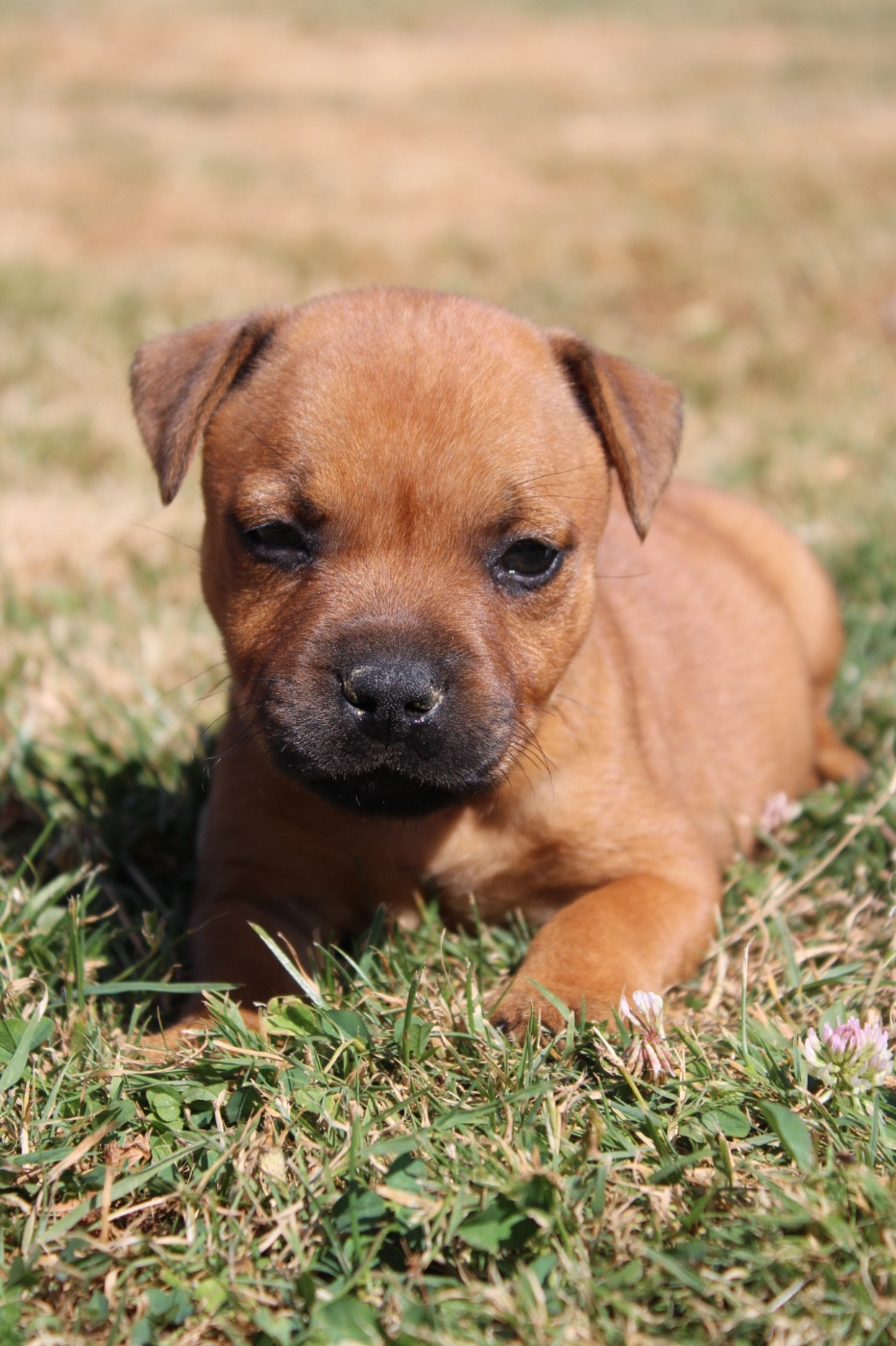 of Atomic Dog - Staffordshire Bull Terrier - Portée née le 29/05/2026