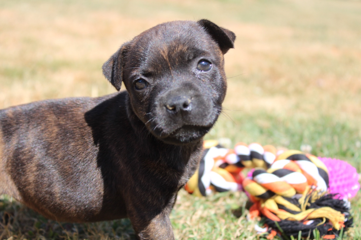 of Atomic Dog - Chiots disponibles - Staffordshire Bull Terrier