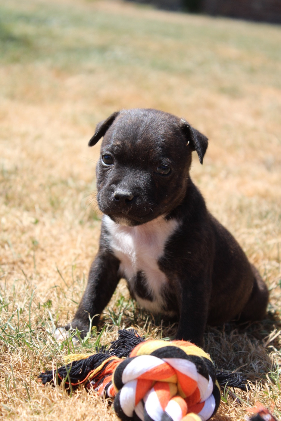 of Atomic Dog - Chiots disponibles - Staffordshire Bull Terrier