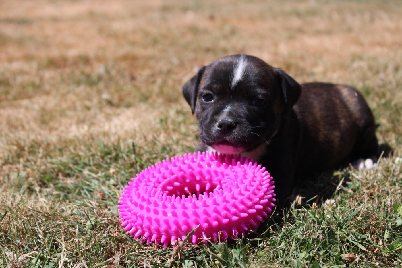 of Atomic Dog - Chiots disponibles - Staffordshire Bull Terrier