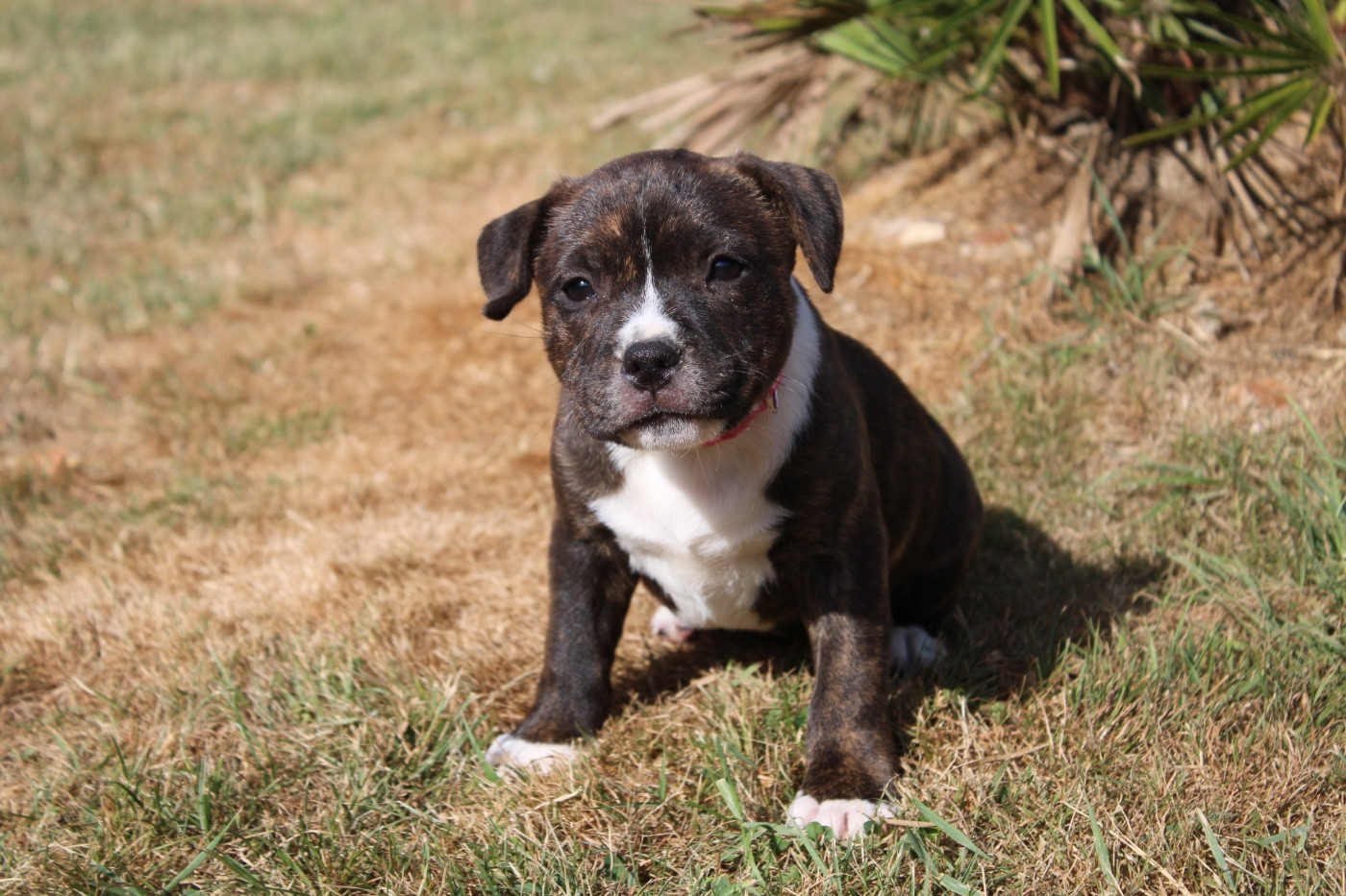 of Atomic Dog - Chiots disponibles - Staffordshire Bull Terrier