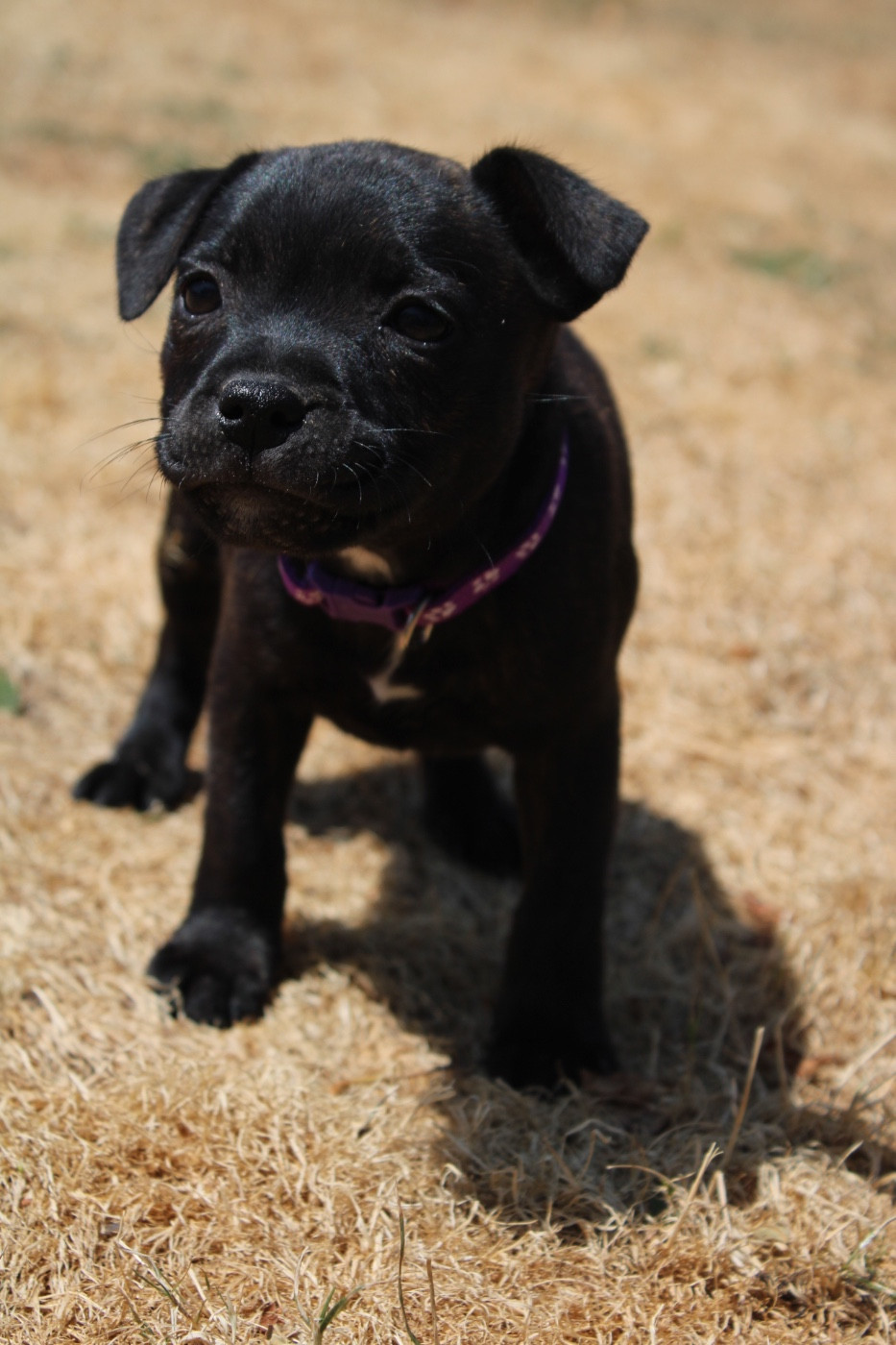 of Atomic Dog - Chiots disponibles - Staffordshire Bull Terrier