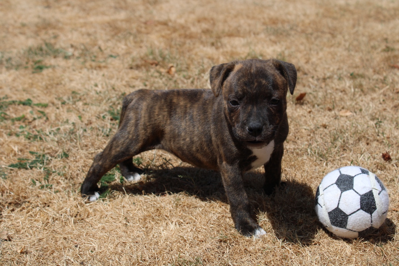 of Atomic Dog - Chiots disponibles - Staffordshire Bull Terrier