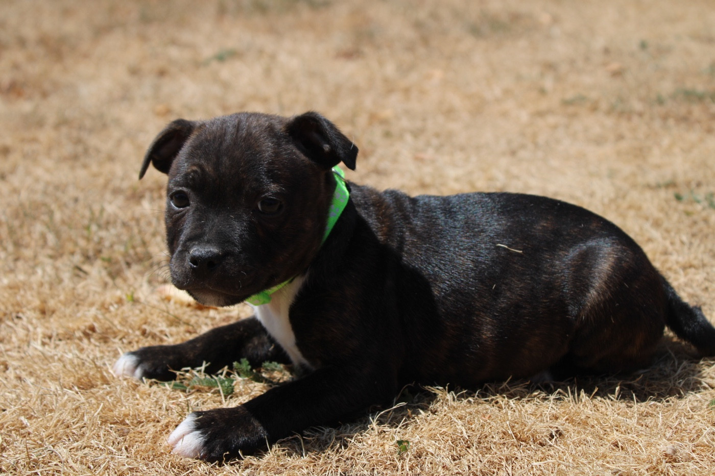of Atomic Dog - Chiots disponibles - Staffordshire Bull Terrier