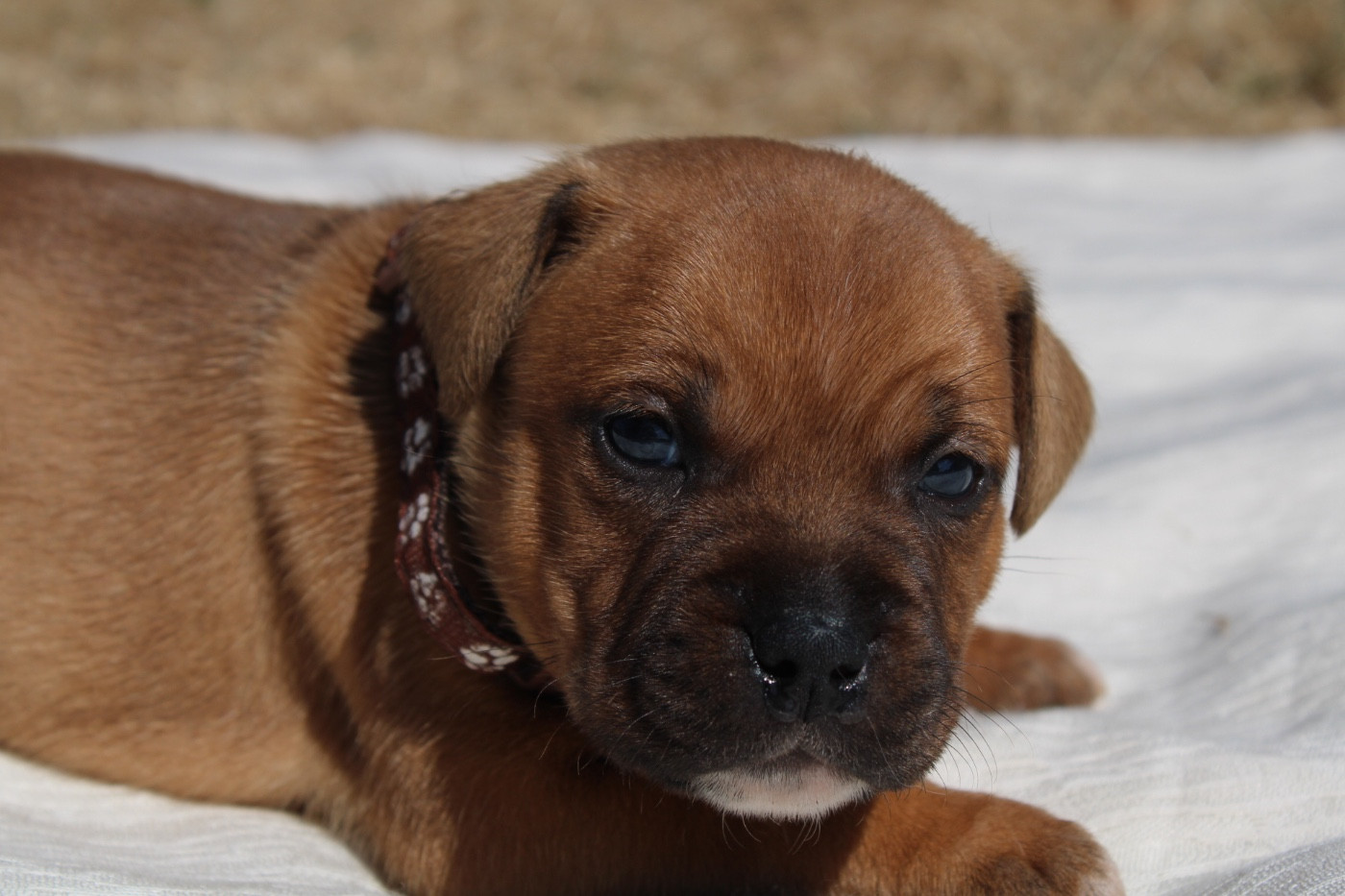 of Atomic Dog - Chiots disponibles - Staffordshire Bull Terrier