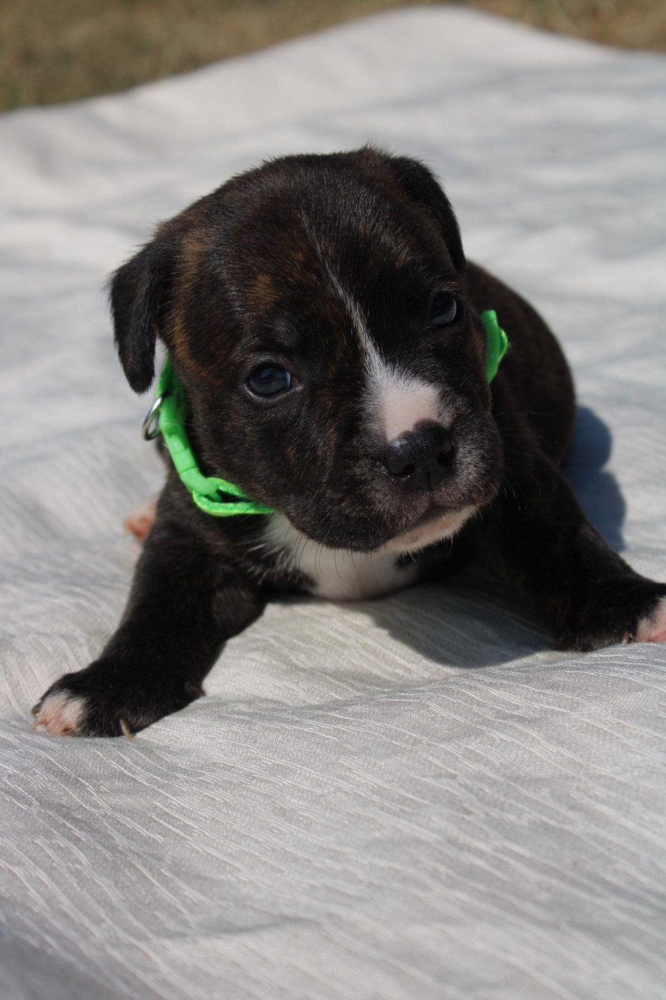 of Atomic Dog - Chiots disponibles - Staffordshire Bull Terrier