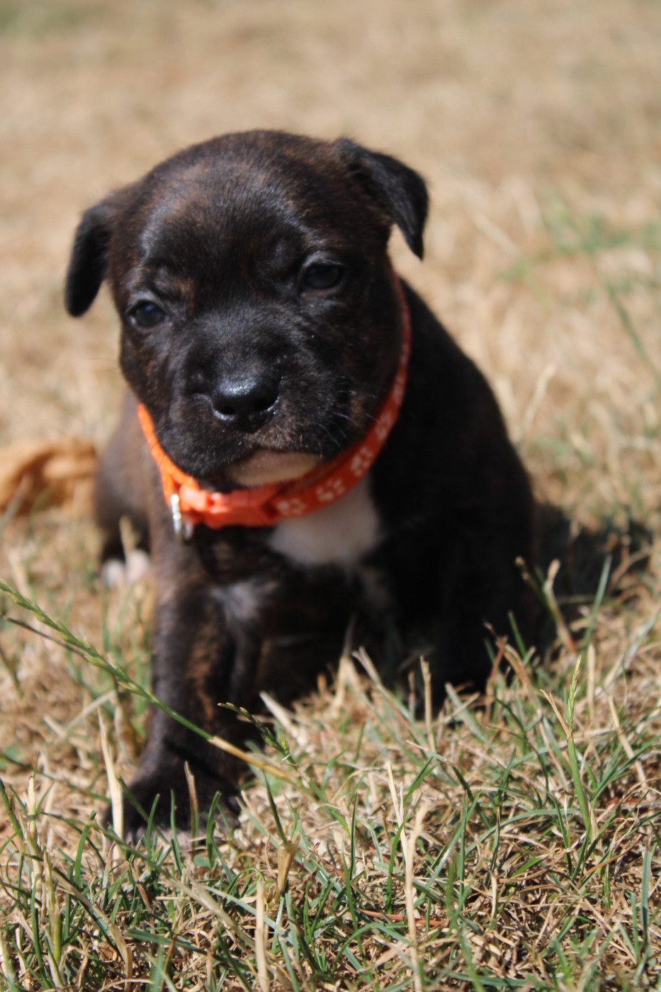 of Atomic Dog - Chiots disponibles - Staffordshire Bull Terrier