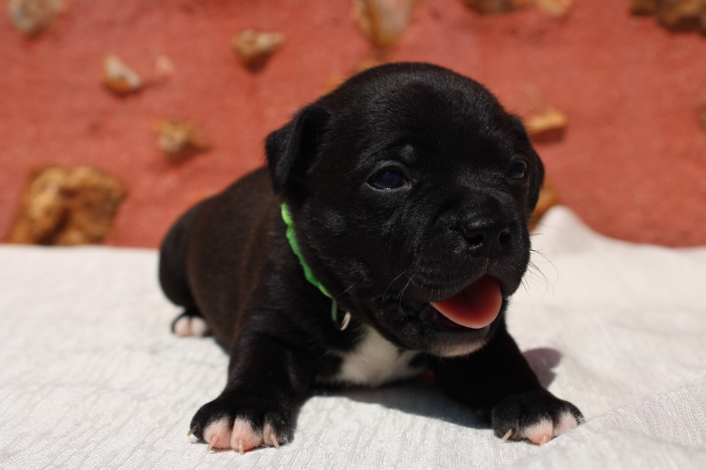 of Atomic Dog - Chiots disponibles - Staffordshire Bull Terrier