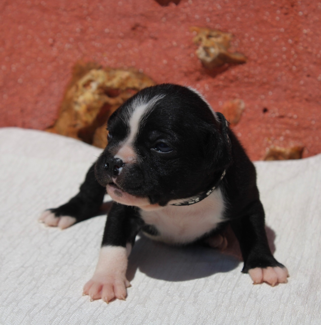 of Atomic Dog - Chiots disponibles - Staffordshire Bull Terrier
