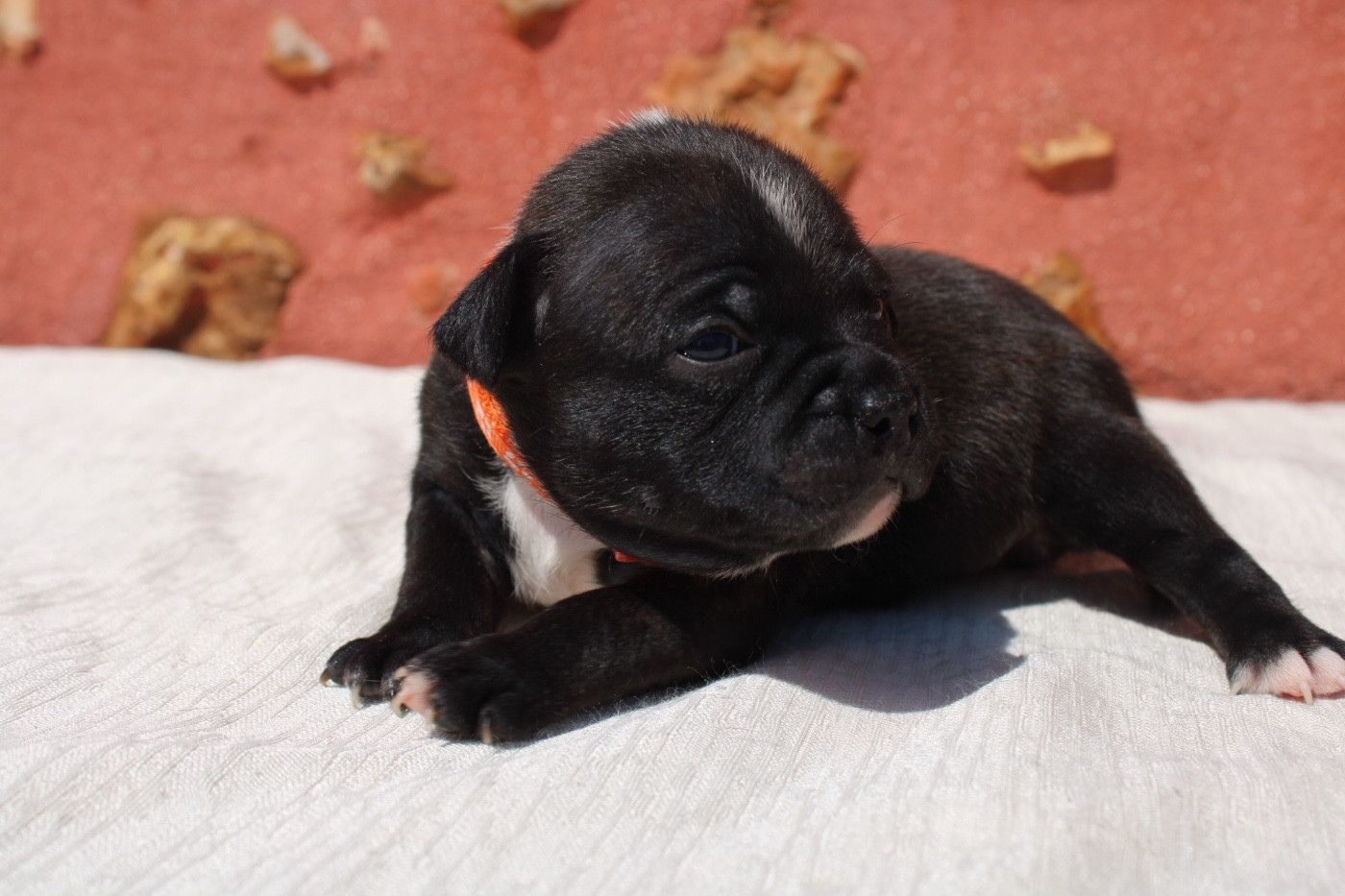 of Atomic Dog - Chiots disponibles - Staffordshire Bull Terrier