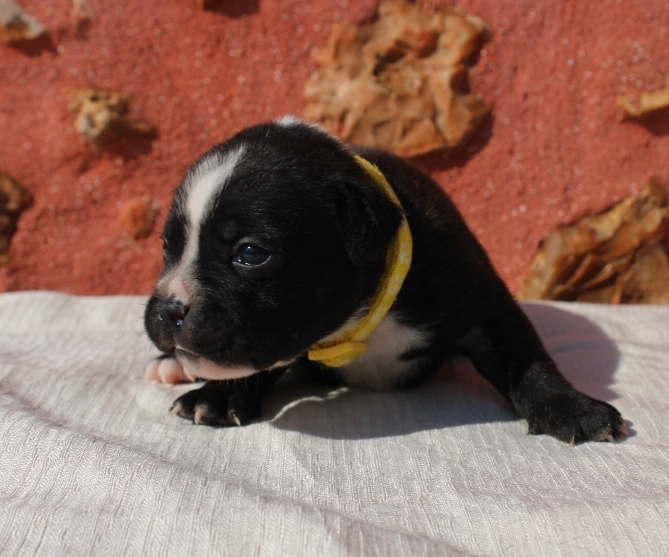 of Atomic Dog - Chiots disponibles - Staffordshire Bull Terrier