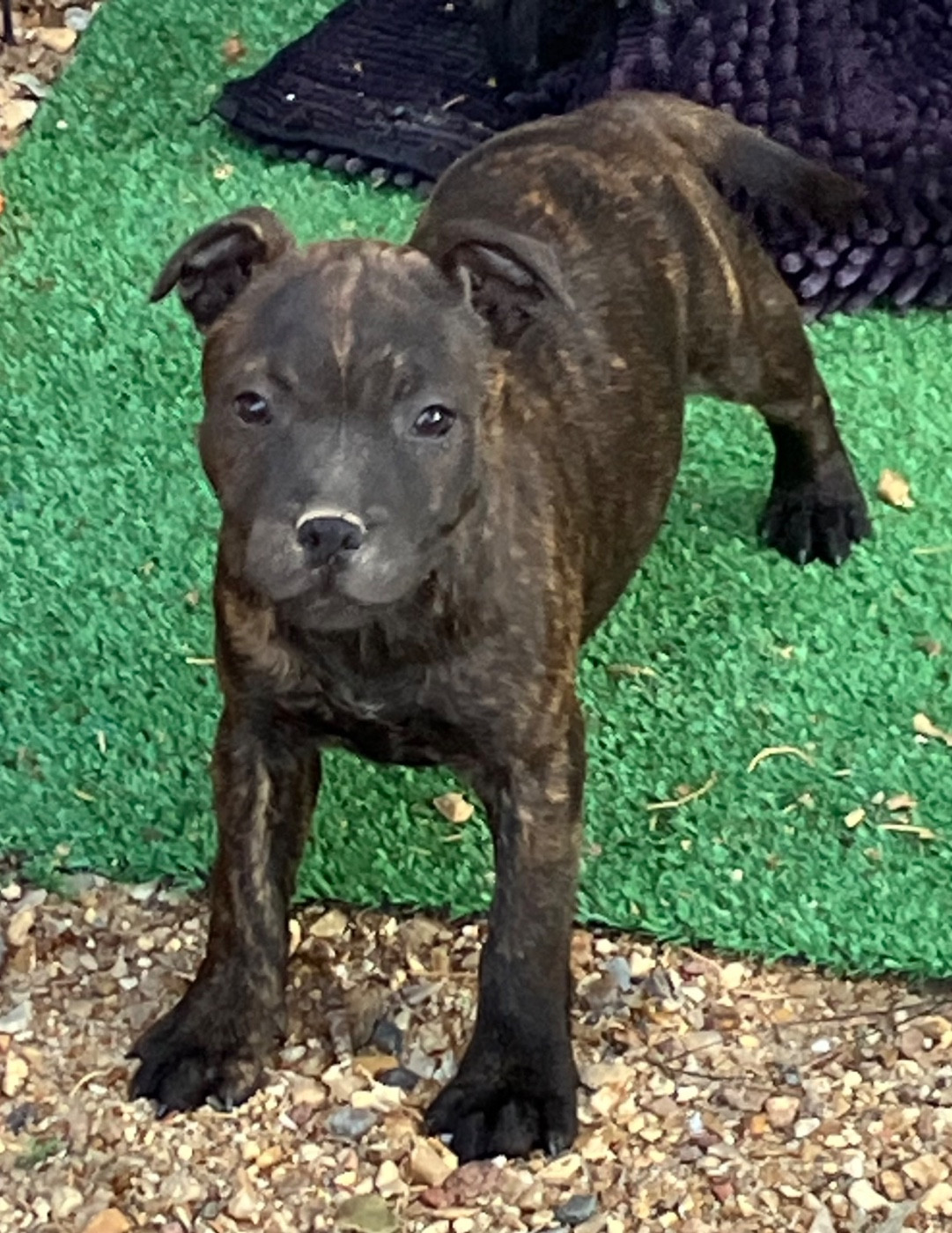 of Atomic Dog - Chiots disponibles - Staffordshire Bull Terrier