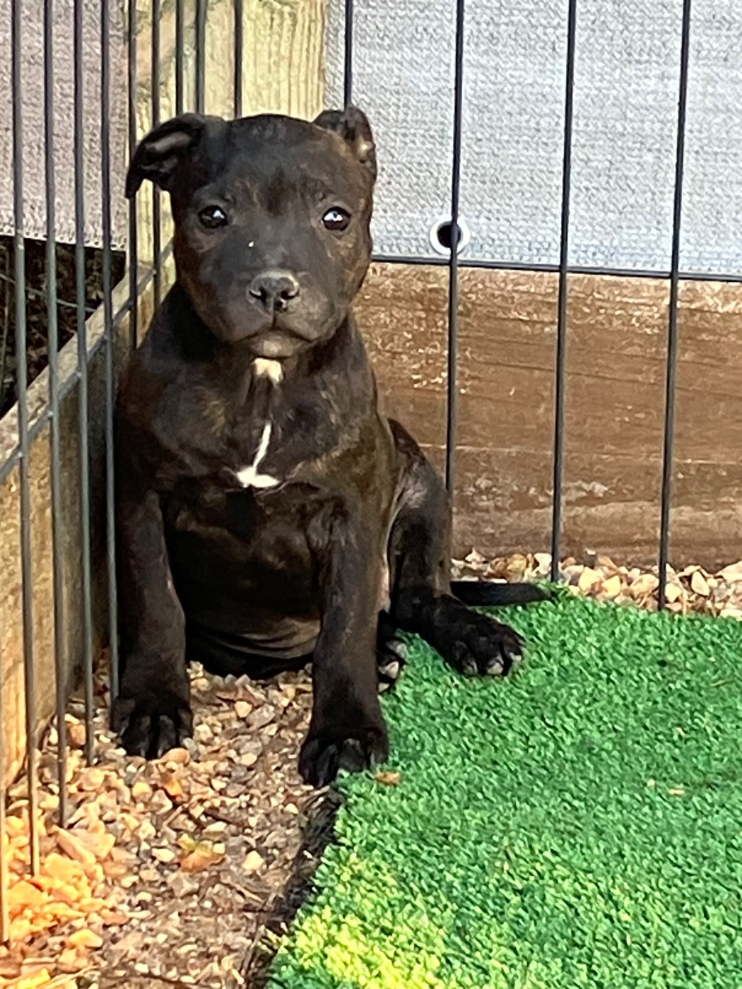 of Atomic Dog - Chiots disponibles - Staffordshire Bull Terrier