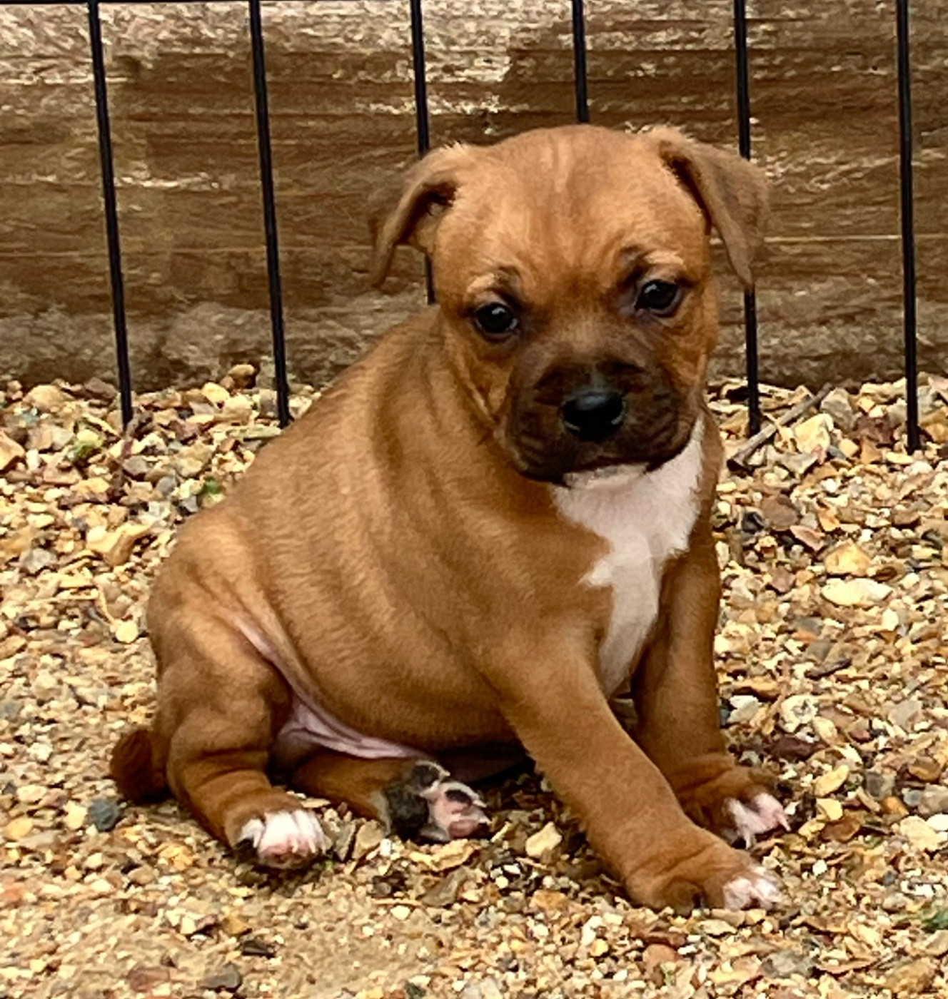 of Atomic Dog - Chiots disponibles - Staffordshire Bull Terrier