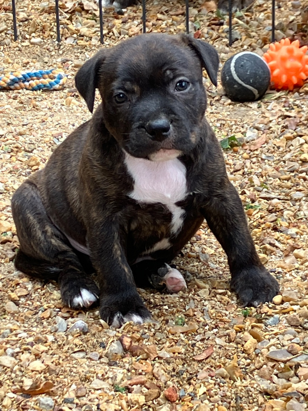 of Atomic Dog - Chiots disponibles - Staffordshire Bull Terrier