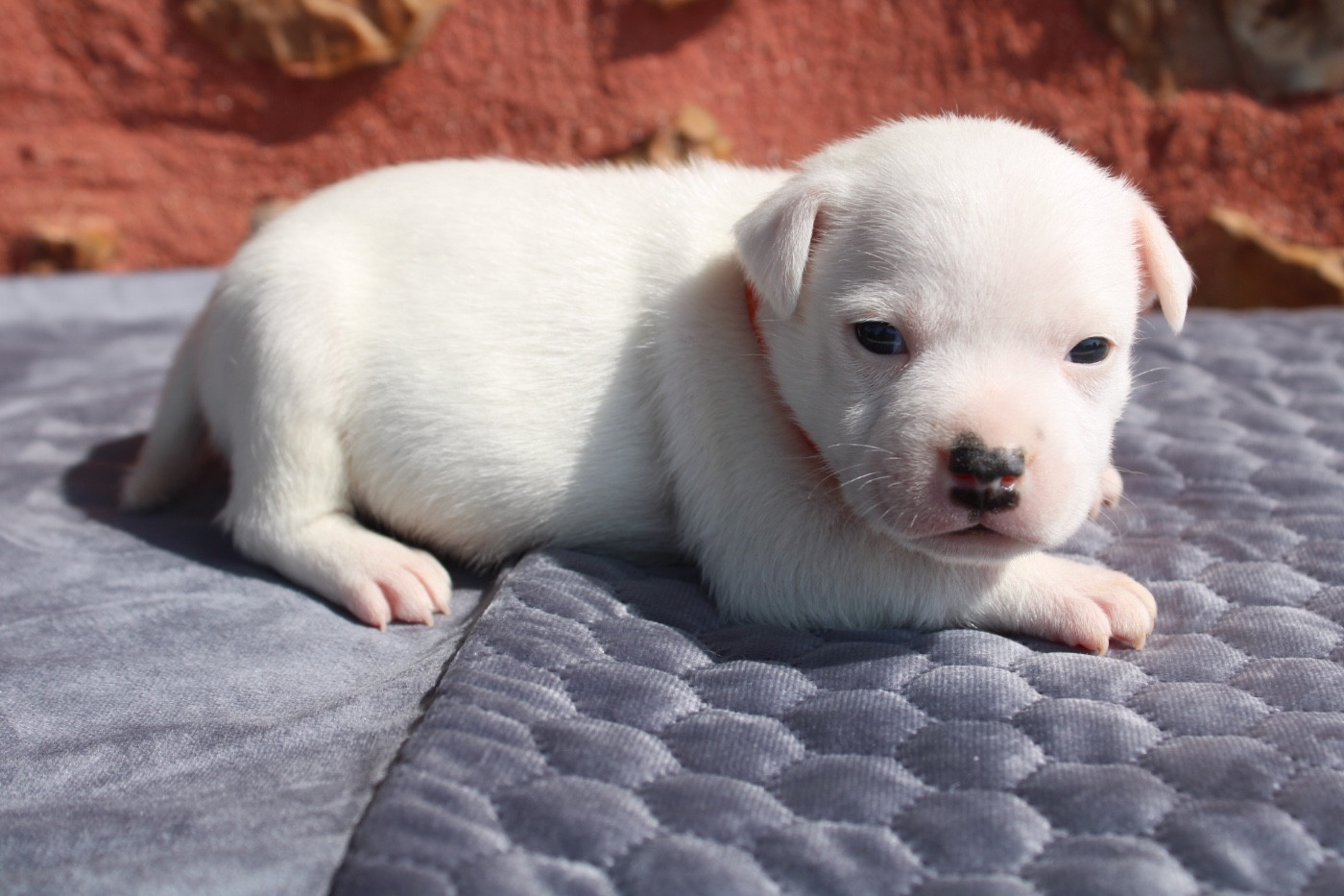 of Atomic Dog - Chiots disponibles - Staffordshire Bull Terrier