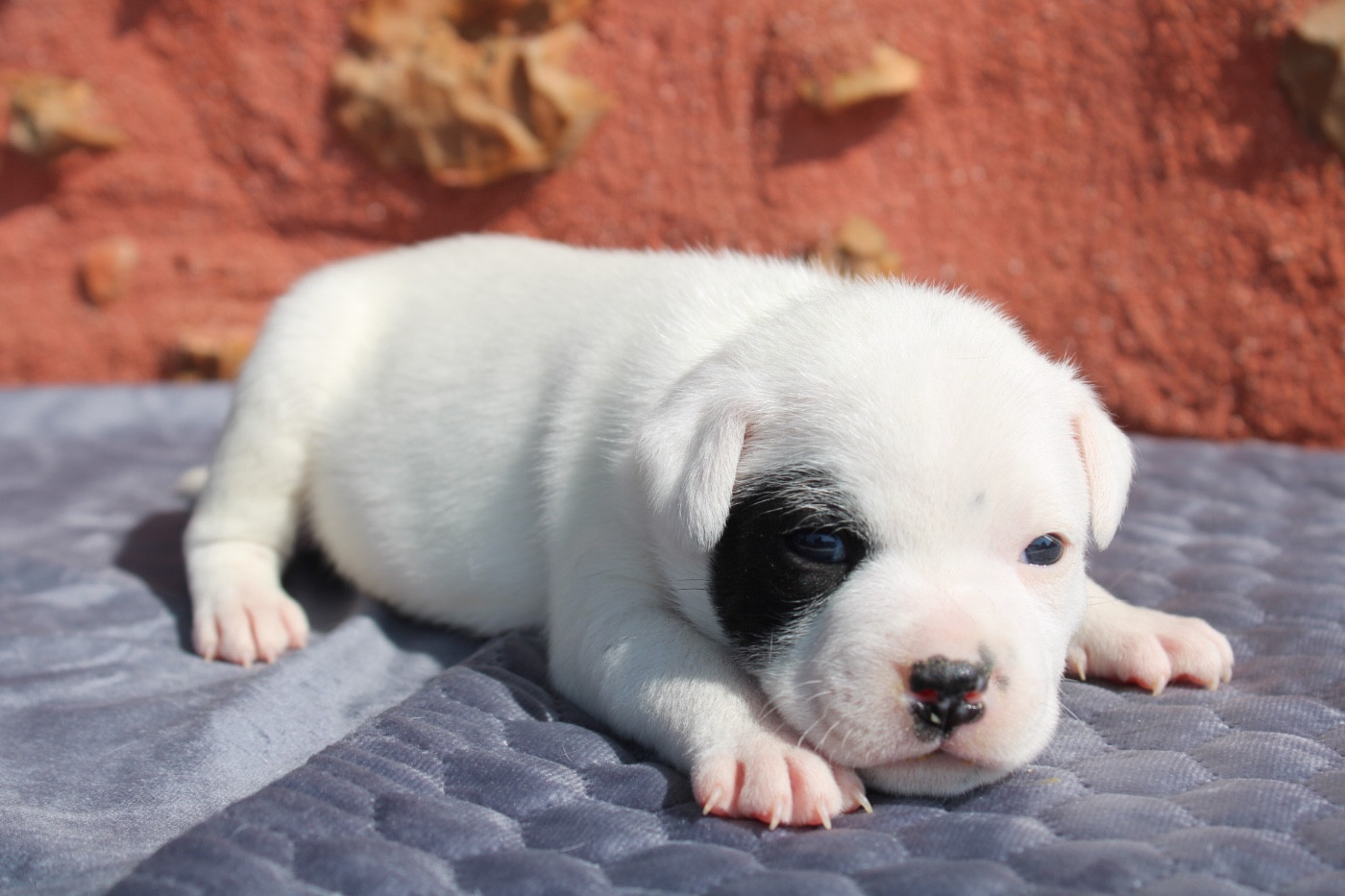 of Atomic Dog - Chiots disponibles - Staffordshire Bull Terrier