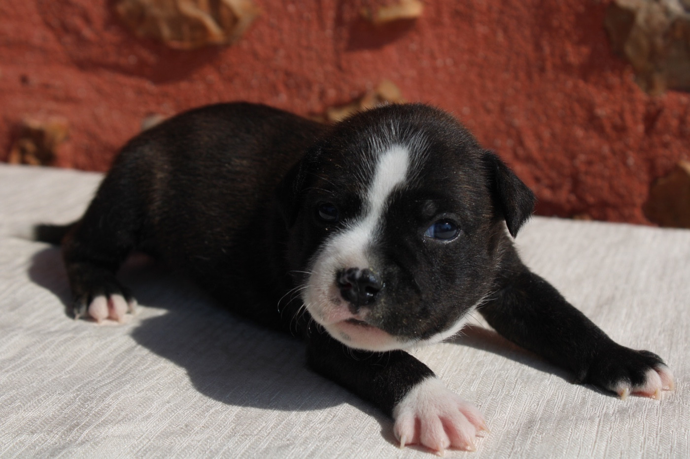 of Atomic Dog - Chiots disponibles - Staffordshire Bull Terrier