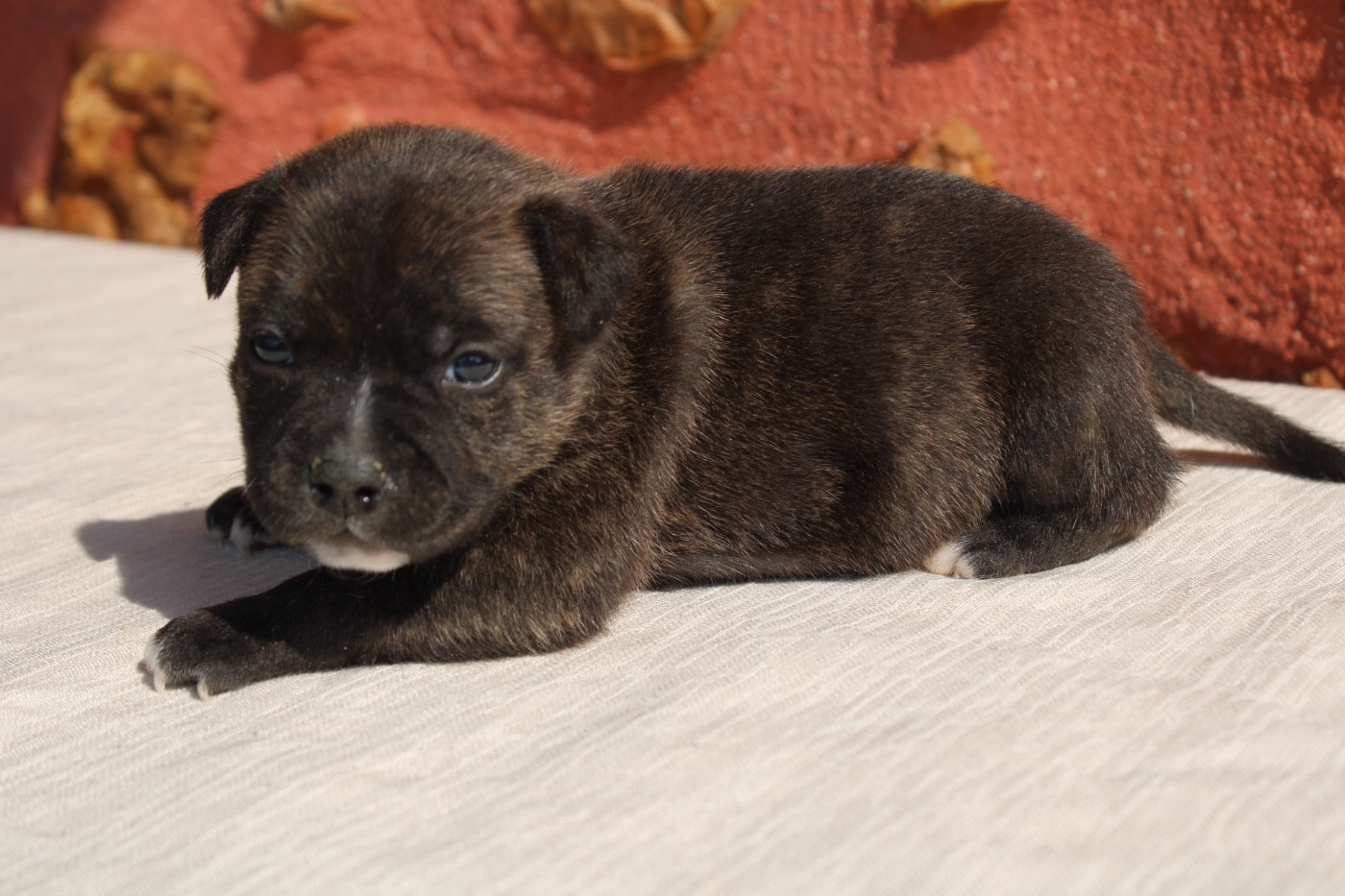 of Atomic Dog - Chiots disponibles - Staffordshire Bull Terrier