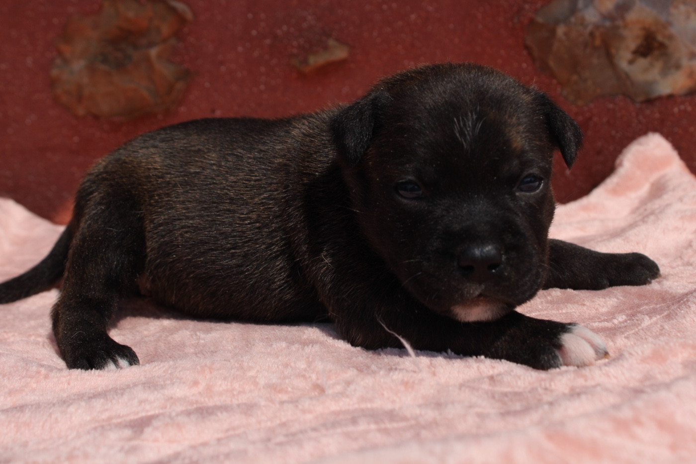 of Atomic Dog - Chiots disponibles - Staffordshire Bull Terrier