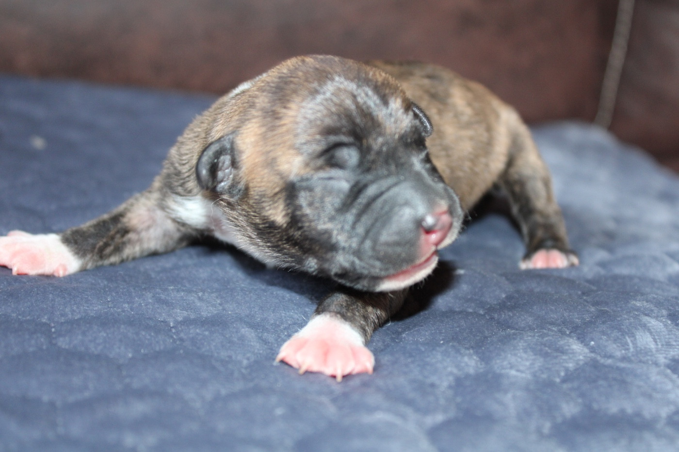 of Atomic Dog - Chiots disponibles - American Staffordshire Terrier