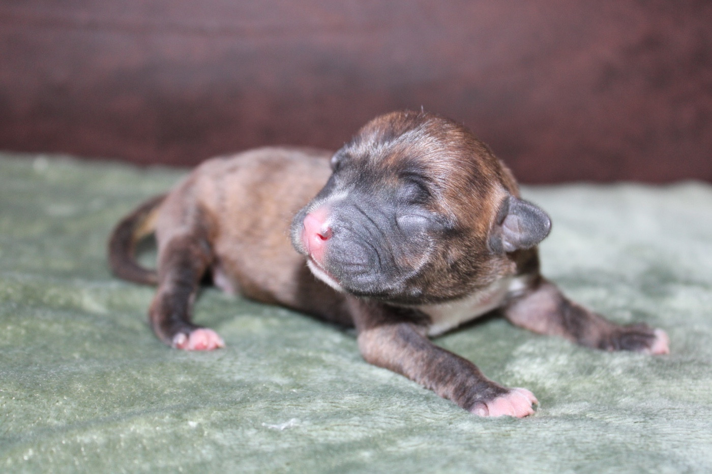 of Atomic Dog - Chiots disponibles - American Staffordshire Terrier