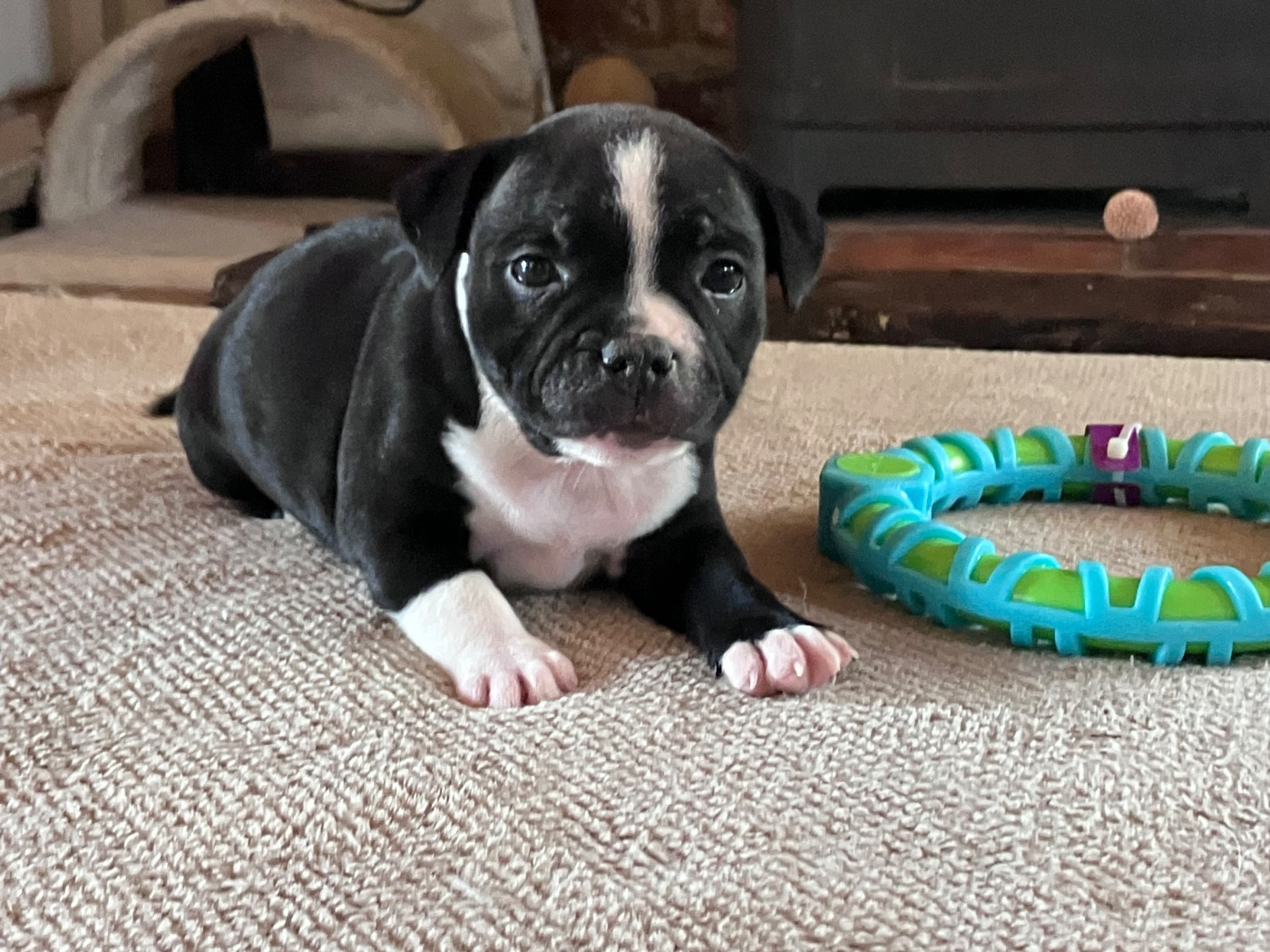 of Atomic Dog - Chiots disponibles - Staffordshire Bull Terrier