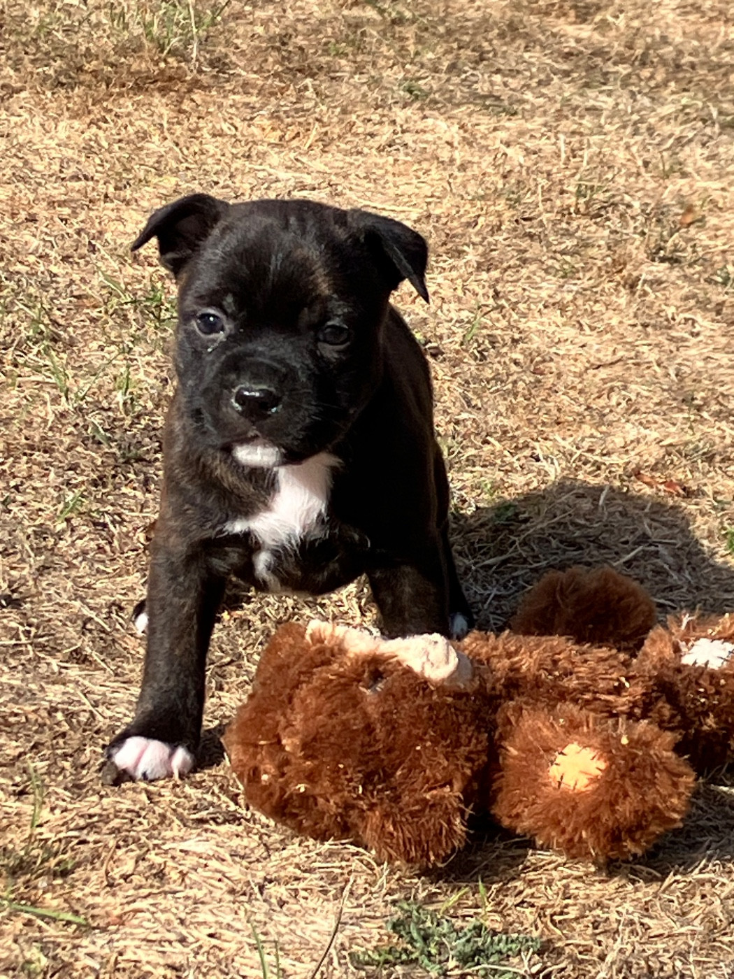 of Atomic Dog - Chiots disponibles - Staffordshire Bull Terrier