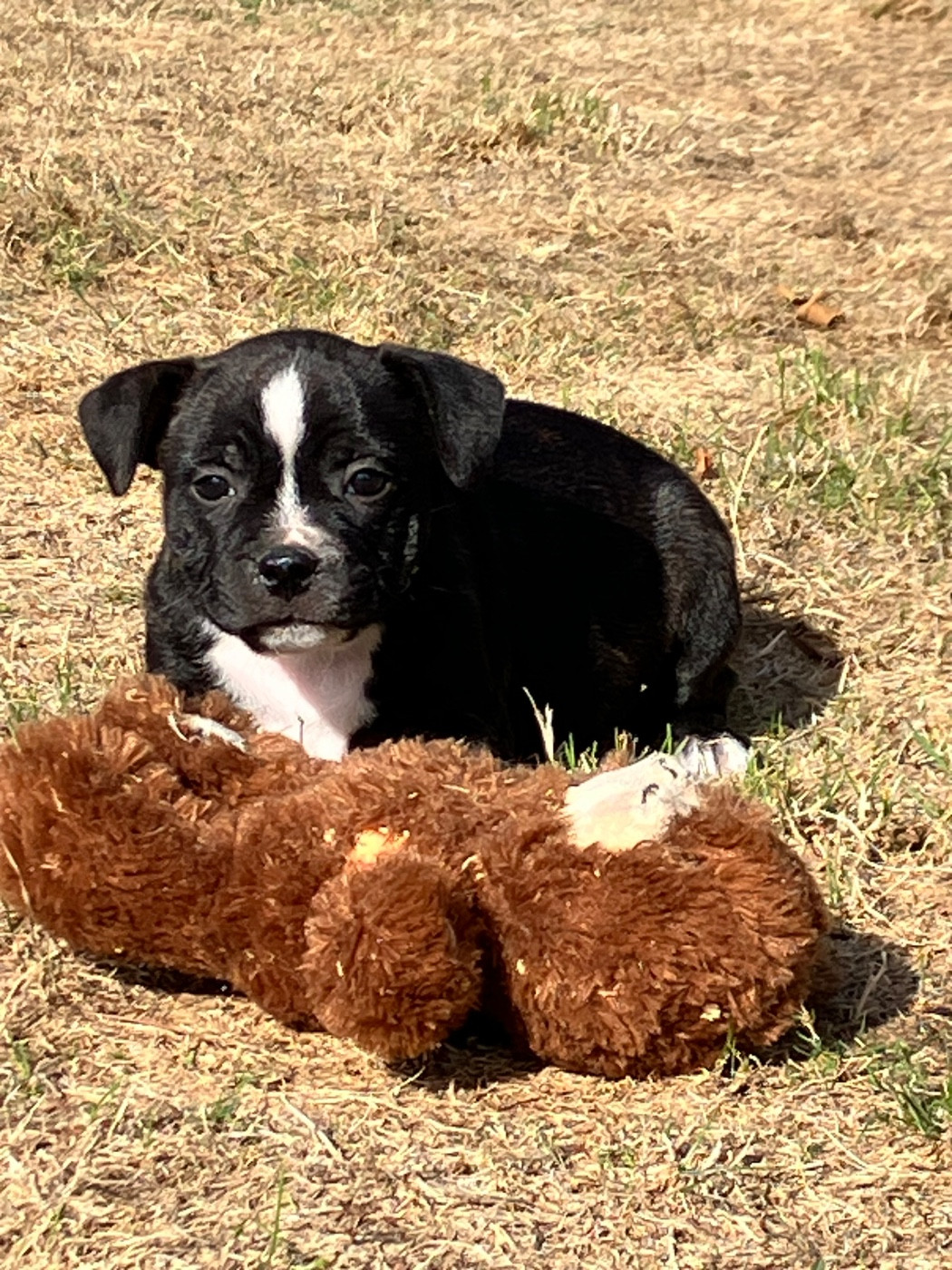of Atomic Dog - Chiots disponibles - Staffordshire Bull Terrier