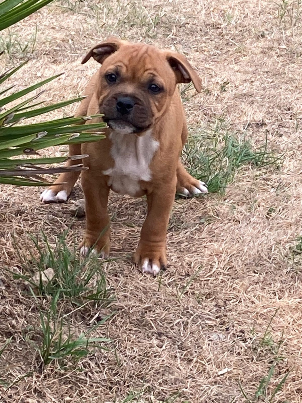 of Atomic Dog - Chiots disponibles - Staffordshire Bull Terrier